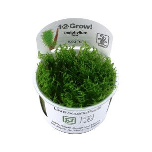 EASY GROW TAXIPHYLLUM SP. SPIKY NR 113 - N