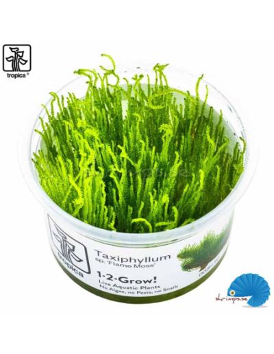 EASY GROW TAXIPHYLLUM FLAME NR 114 - N