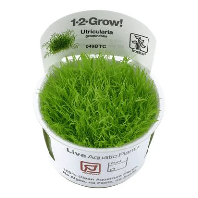 EASY GROW UTRICUL. GRAMINIFOLIA NR 117 - N