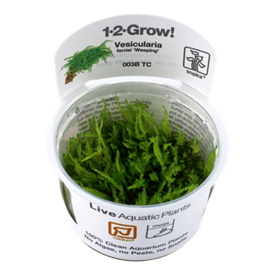 EASY GROW VESICULARIA DUBYANA CHRISTMAS NR 119 - N