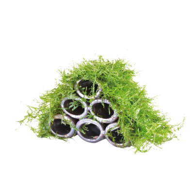 DECO SHRIMP FLAT WITH MOSS 8X5,5X7,5CM - N