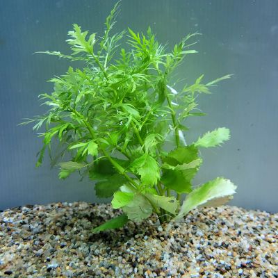 HYGROPHILA DIFFORMIS ECO BUNCH