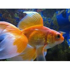 CARAS FANTAIL MIXT L