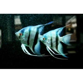 SCALARI BLUE DIAMOND L