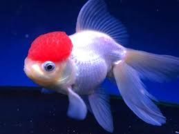 CARAS ORANDA M