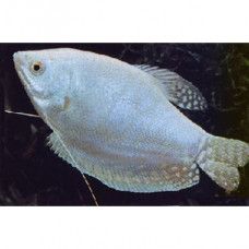GURAMI WHITE SNAKESKIN L