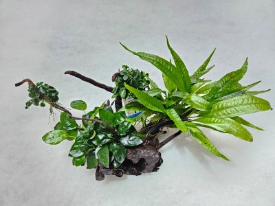 SPIDER WOOD SIZE S WITH PLANTS