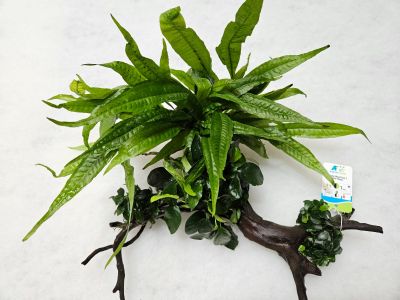 SPIDER WOOD SIZE S WITH PLANTS