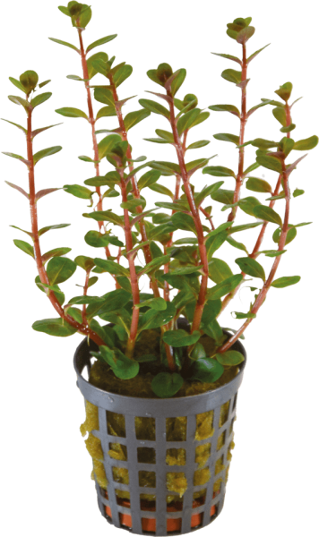 ROTALA BLOOD RED 5CM POT