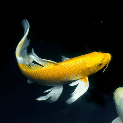 CRAP KOI BUTTERFLY XL