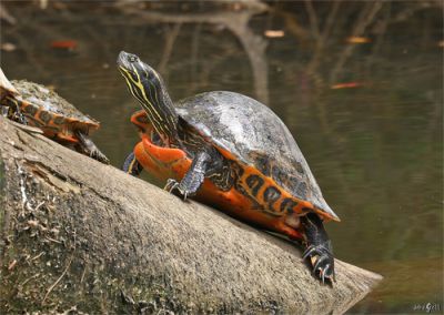 BROSCUTA PSEUDEMYS ALABAMENSIS