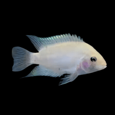 CICLIDE NIGROFASCIATUS ALBINO