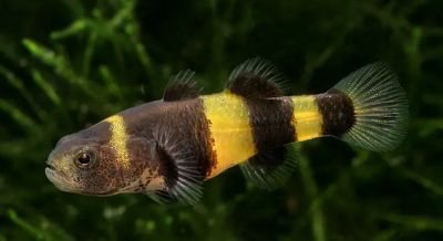 BORNEO BUMBLE BEE GOBY