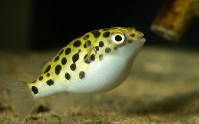 TETRAODON (SPOTTED PUFFER)