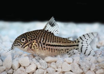 CORYDORAS LEOPARD