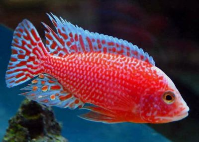 CICILIDE RED PEACOCK XL