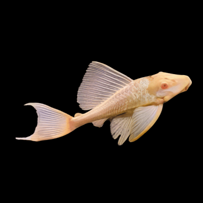 PLECOSTOMUS HYPOSTOMUS var. ALBINO