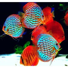 DISCUS MIX SM