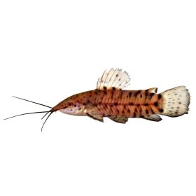 TOROCATA