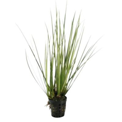 ACORUS VARIEGATUS 5 CM POT - T