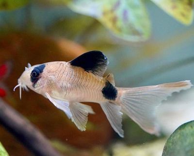 CORYDORAS PANDA VOALAT