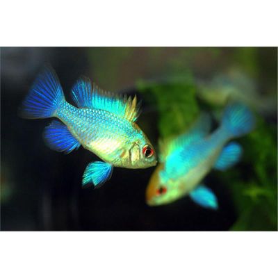 RAMIREZI ELECTRIC BLUE