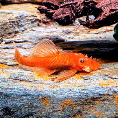 ANCISTRUS SUPER RED VOALAT
